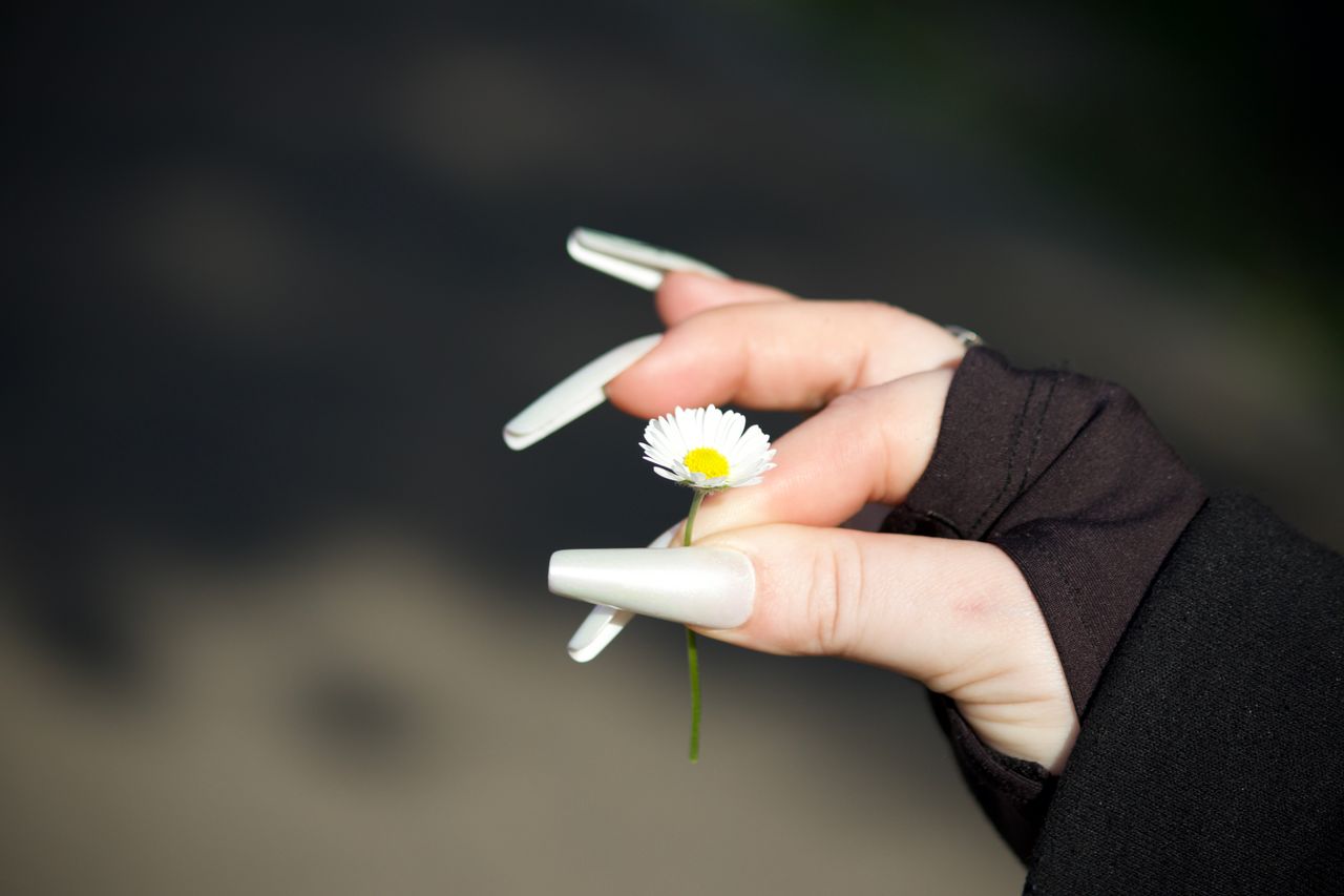 A hand with long nails gently holds a single daisy flower, highlighting contrast between nature and style.